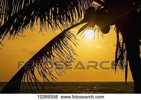Silhouette of a coconut tree with an orange sky at sunrise and the ocean on the horizon; Akumal, Quintana Roo, Mexico View Large Photo Image Stock Photo - Silhouette of a coconut tree with an orange sky at sunrise and the ocean on the horizon; Akumal, Quintana Roo, Mexico. Fotosearch