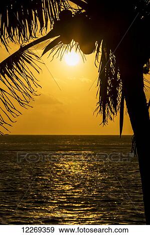 Stock Photo - Silhouette of a coconut tree with an orange sky at sunrise and the ocean refecting the sun; Akumal, Quintana Roo, Mexico. Fotosearch