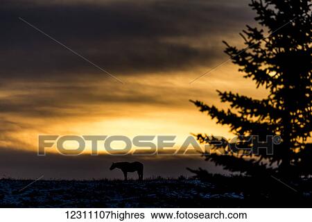 Stock Photograph - Silhouette of a horse standing on the prairies at sunrise, near Longview; Alberta, Canada. Fotosearch