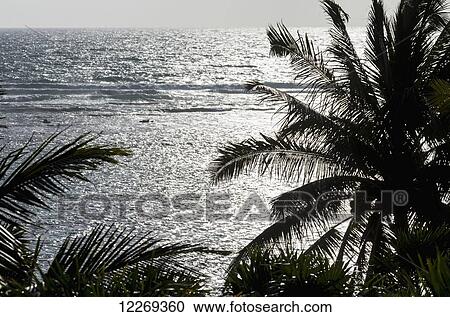 Silhouette of coconut trees with the sun reflecting off the ocean; Akumal, Quintana Roo, Mexico View Large Photo Image Stock Image - Silhouette of coconut trees with the sun reflecting off the ocean; Akumal, Quintana Roo, Mexico. Fotosearch