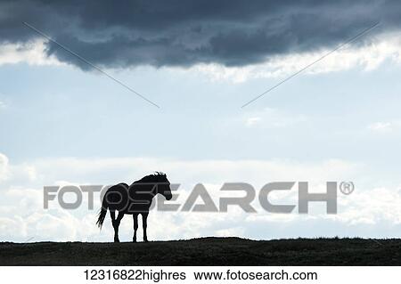 Stock Photograph - Silhouette of of a wild horse, Theodore Roosevelt National Park; North Dakota, United States of America. Fotosearch