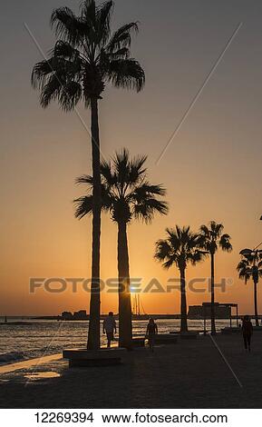 Silhouette of palm trees on the water's edge at sunset; Paphos, Cyprus View Large Photo Image Picture - Silhouette of palm trees on the water's edge at sunset; Paphos, Cyprus. Fotosearch