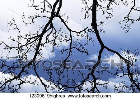 Stock Photograph - Silhouetted branches against a stormy sky; Bath, Somerset, England. Fotosearch