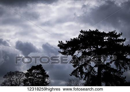 Stock Photograph - Silhouetted trees against a dramatic stormy sky in Richmond; London, England. Fotosearch