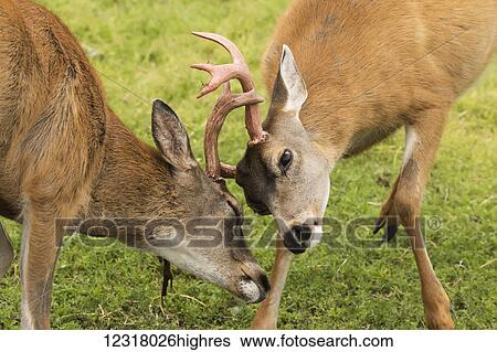 Stock Photograph - Sitka Black-tailed deer (Odocoileus hemionus sitkensis) bucks sparring, Alaska Wildlife Conservation Center; Portage, Alaska, United States of America. Fotosearch