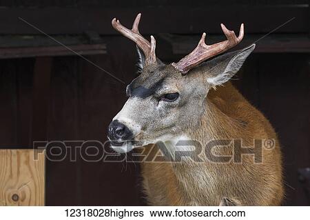 Sitka black-tailed deer (Odocoileus hemionus sitkensis) at the Alaska Wildlife Conservation Center, South-central Alaska; Portage, Alaska, United States of America View Large Photo Image Stock Photograph - Sitka black-tailed deer (Odocoileus hemionus sitkensis) at the Alaska Wildlife Conservation Center, South-central Alaska; Portage, Alaska, United States of America. Fotosearch