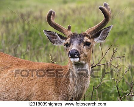 Sitka black-tailed deer (Odocoileus hemionus sitkensis) buck with antlers still in velvet, Alaska Wildlife Conservation Center, South-central Alaska; Portage, Alaska, United States of America View Large Photo Image Stock Photograph - Sitka black-tailed deer (Odocoileus hemionus sitkensis) buck with antlers still in velvet, Alaska Wildlife Conservation Center, South-central Alaska; Portage, Alaska, United States of America. Fotosearch