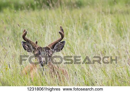Stock Photograph - Sitka black-tailed deer (Odocoileus hemionus sitkensis) buck with antlers in velvet, Alaska Wildlife Conservation Center, South-central Alaska; Portage, Alaska, United States of America. Fotosearch