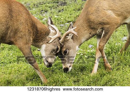 Stock Photograph - Sitka Black-tailed Deer (Odocoileus hemionus sitkensis), captive at the Alaska WIldlife Conservation Center; Portage, Alaska, United States of America. Fotosearch