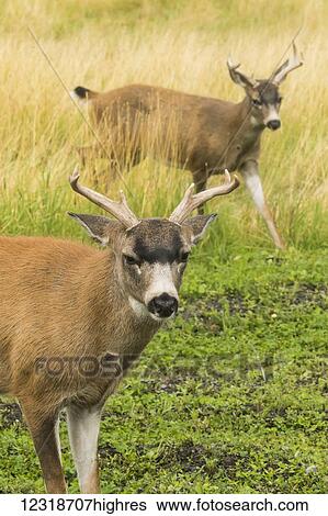 Stock Photograph - Sitka Black-tailed Deer (Odocoileus hemionus sitkensis), captive at the Alaska WIldlife Conservation Center; Portage, Alaska, United States of America. Fotosearch