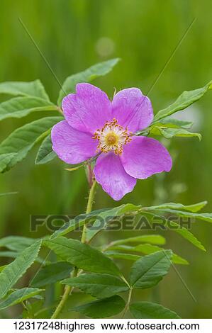 Stock Photograph - Sitka Wild Rose; Anchorage, Alaska, United States of America. Fotosearch