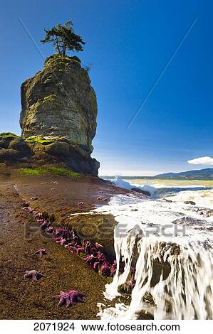 Picture - Siwash Rock And Starfish At Low Tide, Stanley Park, Vancouver, British Columbia. Fotosearch