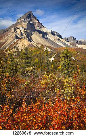 Stock Photo - Skookum Volcano with fall colors under blue sky, Nabesna Road, Wrangell-St. Elias National Park & Preserve, Southcentral Alaska. Fotosearch