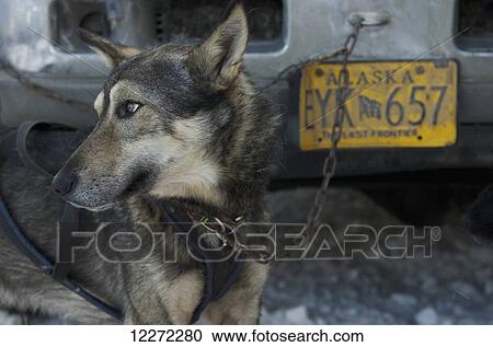 Stock Image - Sled dog waiting to be hooked up to a sled at the start of the 2011 Iditarod Race in downtown Anchorage, Alaska. Fotosearch