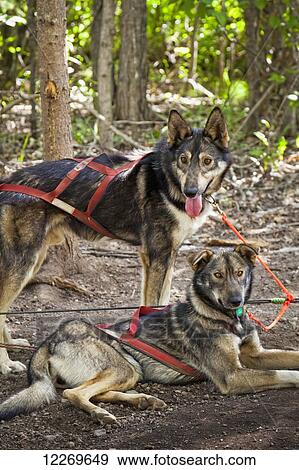 Sled dogs in harness waiting to run at Alaska Native Heritage Center, Anchorage, Southcentral Alaska, Summer. View Large Photo Image Stock Photo - Sled dogs in harness waiting to run at Alaska Native Heritage Center, Anchorage, Southcentral Alaska, Summer.. Fotosearch