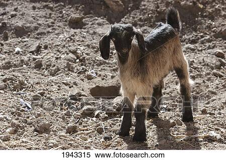 Small Goat In Aqrabat Valley, Bamian Province, Afghanistan View Large Photo Image Stock Photography - Small Goat In Aqrabat Valley, Bamian Province, Afghanistan. Fotosearch