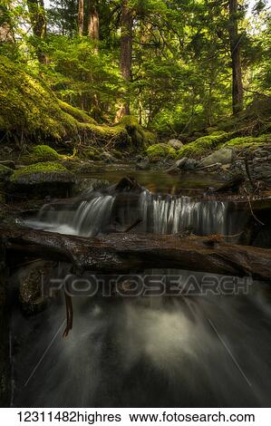 Stock Photograph - Small stream flows over a waterfall in the lush rainforest; Haida Gwaii, British Columbia, Canada. Fotosearch