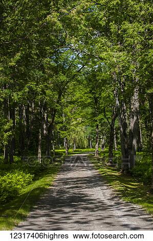 Stock Photograph - Small tree lined road or driveway; Knowlton, Quebec, Canada. Fotosearch