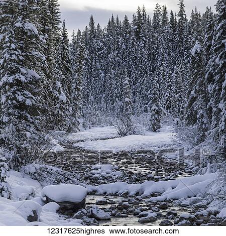 Snow covered forest and creek in Jasper National Park; Alberta, Canada View Large Photo Image Stock Photograph - Snow covered forest and creek in Jasper National Park; Alberta, Canada. Fotosearch