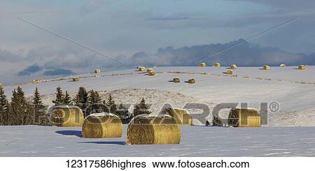 Snow covered hay bales laying on snow covered fields in the foothills; Priddis, Alberta, Canada View Large Photo Image Stock Photograph - Snow covered hay bales laying on snow covered fields in the foothills; Priddis, Alberta, Canada. Fotosearch