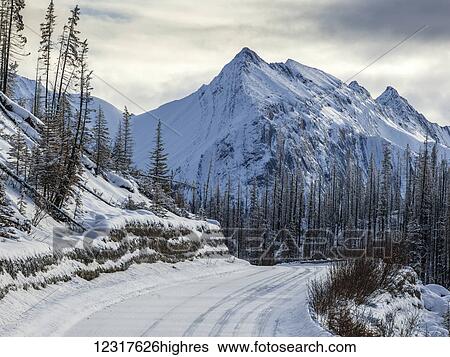 Snow covered road and rugged mountains peaks in Jasper National Park; Alberta, Canada View Large Photo Image Stock Photograph - Snow covered road and rugged mountains peaks in Jasper National Park; Alberta, Canada. Fotosearch