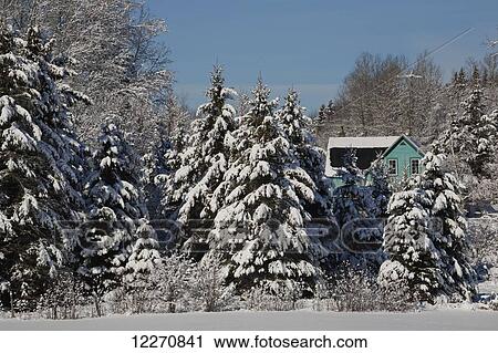 Stock Image - Snow covered trees and a green house hidden behind; South Stukely, Quebec, Canada. Fotosearch