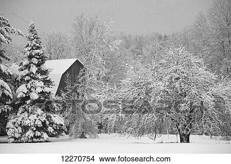 Snow covered trees and rooftop of a barn; Waterloo, Quebec, Canada View Large Photo Image Picture - Snow covered trees and rooftop of a barn; Waterloo, Quebec, Canada. Fotosearch