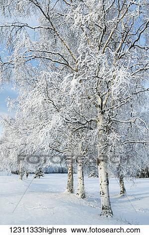 Stock Photograph - Snow covered trees in a field in winter; Alaska, United States of America. Fotosearch