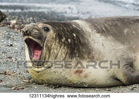 Southern Elephant seal (Mirounga leonina) with mouth wide open; Elephant Island, South Shetland Islands, Antarctica View Large Photo Image Stock Photograph - Southern Elephant seal (Mirounga leonina) with mouth wide open; Elephant Island, South Shetland Islands, Antarctica. Fotosearch