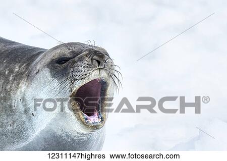 Stock Photograph - Southern Elephant Seal (Mirounga leonina) with it's mouth open, Neko Harbour, Antarctic Peninsula; Antarctica. Fotosearch