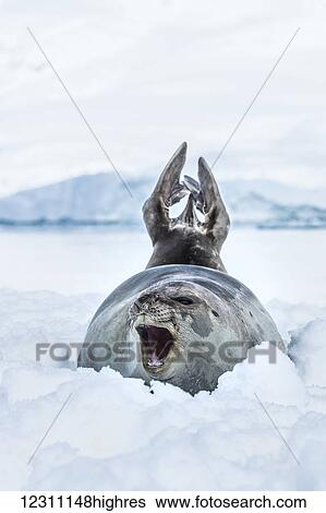 Southern Elephant Seal (Mirounga leonina) with it's mouth open, Neko Harbour, Antarctic Peninsula; Antarctica View Large Photo Image Stock Photograph - Southern Elephant Seal (Mirounga leonina) with it's mouth open, Neko Harbour, Antarctic Peninsula; Antarctica. Fotosearch