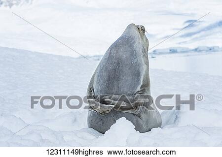 Southern Elephant Seal (Mirounga leonina) looking up to the sky and laughing, Neko Harbour, Antarctic Peninsula; Antarctica View Large Photo Image Stock Photograph - Southern Elephant Seal (Mirounga leonina) looking up to the sky and laughing, Neko Harbour, Antarctic Peninsula; Antarctica. Fotosearch