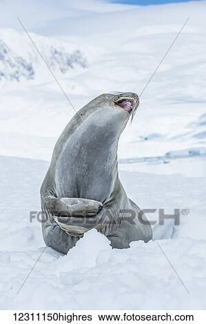 Southern Elephant Seal (Mirounga leonina) looking up with mouth open, Neko Harbour, Antarctic Peninsula; Antarctica View Large Photo Image Stock Photograph - Southern Elephant Seal (Mirounga leonina) looking up with mouth open, Neko Harbour, Antarctic Peninsula; Antarctica. Fotosearch