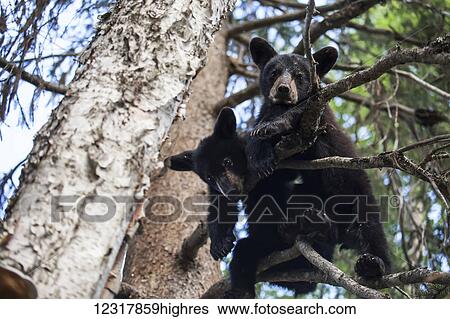 Stock Photograph - Sow Black bear and cub in a tree, Southcentral Alaska, USA. Fotosearch