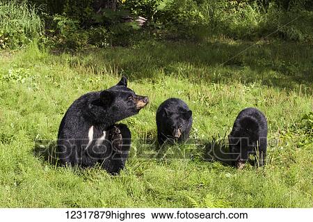 Stock Photograph - Sow Black Bear and two cubs in a grassy meadow in summer, Southcentral Alaska, USA. Fotosearch