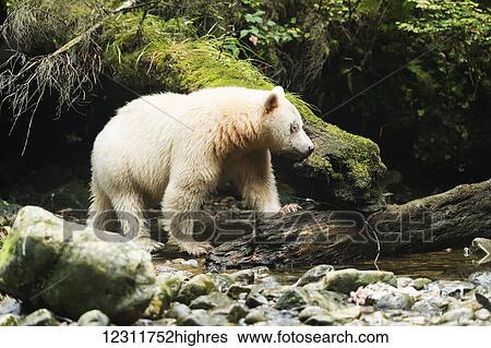Spirit Bear (Ursus americanus kermodei) fishing, Great Bear Rain Forest; British Columbia, Canada View Large Photo Image Stock Photograph - Spirit Bear (Ursus americanus kermodei) fishing, Great Bear Rain Forest; British Columbia, Canada. Fotosearch