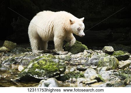 Spirit Bear (Ursus americanus kermodei) walking along the river, Great Bear Rain Forest; British Columbia, Canada View Large Photo Image Stock Photograph - Spirit Bear (Ursus americanus kermodei) walking along the river, Great Bear Rain Forest; British Columbia, Canada. Fotosearch