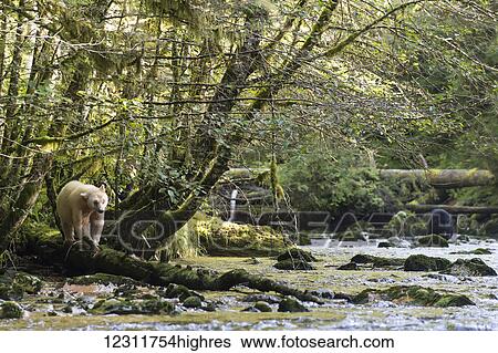 Stock Photograph - Spirit Bear (Ursus americanus kermodei) walking on a log along the river, Great Bear Rain Forest; British Columbia, Canada. Fotosearch