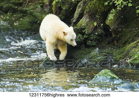 Stock Photograph - Spirit Bear (Ursus americanus kermodei) walking along the river's edge with reflection in the water, Great Bear Rain Forest; Gribbell Island, British Columbia, Canada. Fotosearch