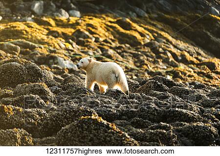 Stock Photograph - Spirit Bear (Ursus americanus kermodei) on the beach, Great Bear Rain Forest; Gribbell Island, British Columbia, Canada. Fotosearch