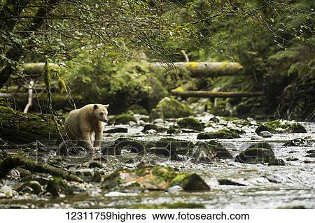Stock Photograph - Spirit Bear (Ursus americanus kermodei) fishing in the river, Great Bear Rain Forest; British Columbia, Canada. Fotosearch