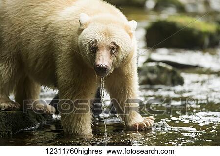 Spirit Bear (Ursus americanus kermodei) with water dripping from it's mouth in the river, Great Bear Rain Forest; British Columbia, Canada View Large Photo Image Stock Photograph - Spirit Bear (Ursus americanus kermodei) with water dripping from it's mouth in the river, Great Bear Rain Forest; British Columbia, Canada. Fotosearch