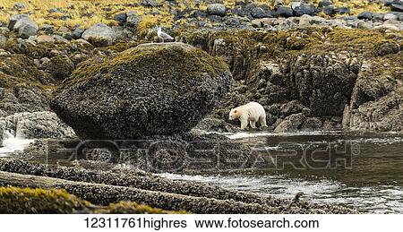 Stock Photograph - Spirit Bear (Ursus americanus kermodei) walking along the river's edge at low tide, Great Bear Rain Forest; British Columbia, Canada. Fotosearch