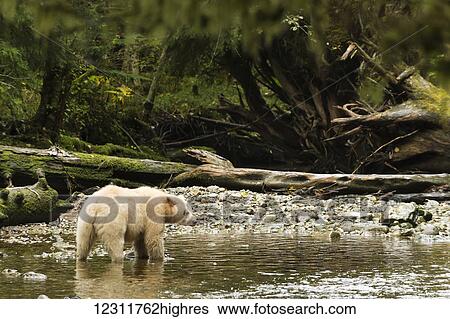 Stock Photograph - Spirit Bear (Ursus americanus kermodei) walking in a creek, Great Bear Rain Forest; British Columbia, Canada. Fotosearch