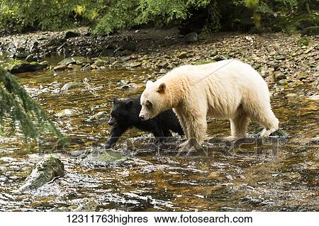 Stock Photograph - Spirit Bear (Ursus americanus kermodei) and black cub walking across a creek, Great Bear Rain Forest; British Columbia, Canada. Fotosearch