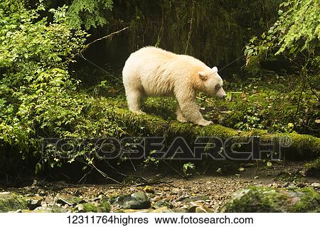Spirit Bear (Ursus americanus kermodei) walking on a moss covered log, Great Bear Rain Forest; British Columbia, Canada View Large Photo Image Stock Photograph - Spirit Bear (Ursus americanus kermodei) walking on a moss covered log, Great Bear Rain Forest; British Columbia, Canada. Fotosearch