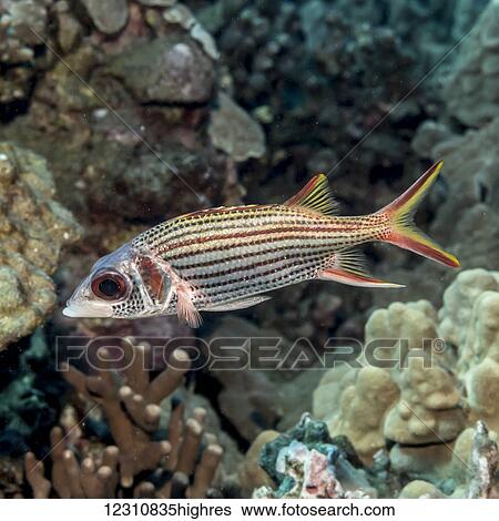 Spotfin Squirrelfish (Neoniphon sammara) portrait that was taken while scuba diving the Kona coast; Kona, Island of Hawaii, Hawaii, United States of America View Large Photo Image Stock Photograph - Spotfin Squirrelfish (Neoniphon sammara) portrait that was taken while scuba diving the Kona coast; Kona, Island of Hawaii, Hawaii, United States of America. Fotosearch