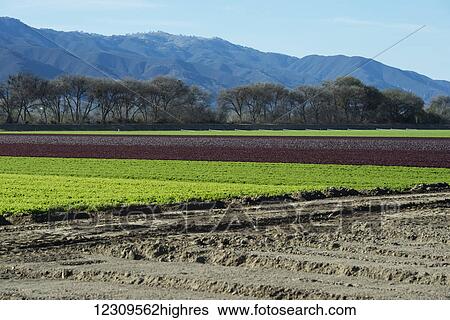 Spring mix lettuce in field; Gonzales, California, United States of America View Large Photo Image Stock Photograph - Spring mix lettuce in field; Gonzales, California, United States of America. Fotosearch