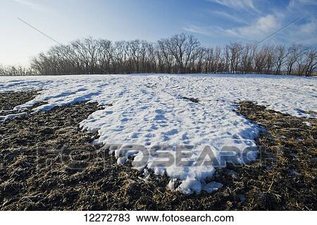 Stock Image - Spring snow melt on farmland; Manitoba, Canada. Fotosearch