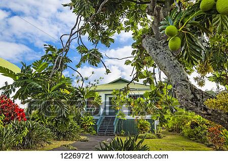 Stock Image - St. Benedict's Painted Church through a Breadfruit tree, Captain Cook; Island of Hawaii, Hawaii, United States of America. Fotosearch